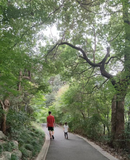 A green path near where I live